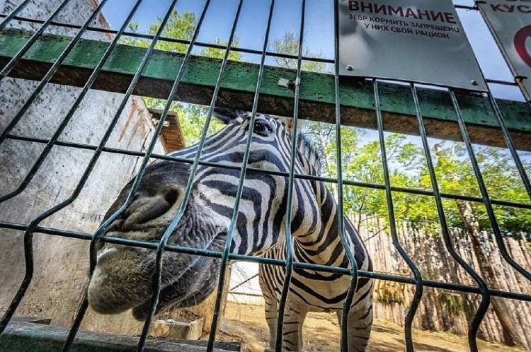 В Приморском крае по требованию природоохранного прокурора устранены нарушения законодательства в зоопарке «Чудесный».