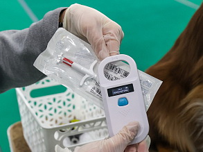 Найти собаку, испуганную новогодним салютом, приморцам поможет чип. ПАМЯТКА на www.primorsky.ru.