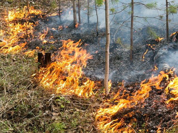 Более 1500 гектаров сухой растительности выгорело в Хасанском округе.
