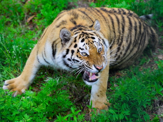 В Хасанском округе участились случаи нападения амурского тигра на домашних животных