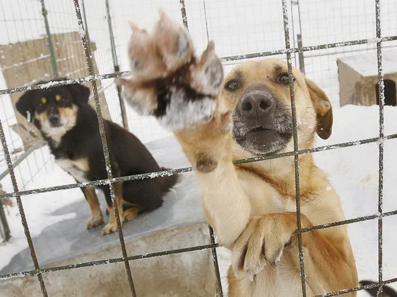 Заявку на отлов собак без владельцев могут подать жители Хасанского округа.