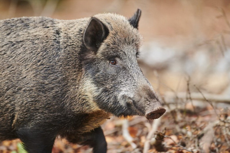 Очаг африканской чумы свиней обнаружили в дикой природе Хасанского округа.